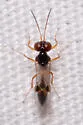 Allophrys divaricata - photo 4