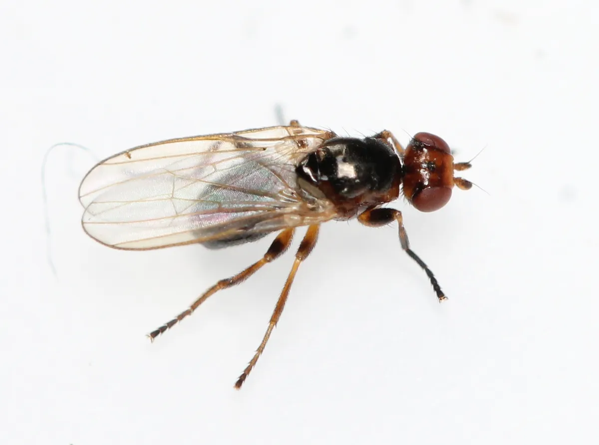 Allopiophila luteata - photo 2