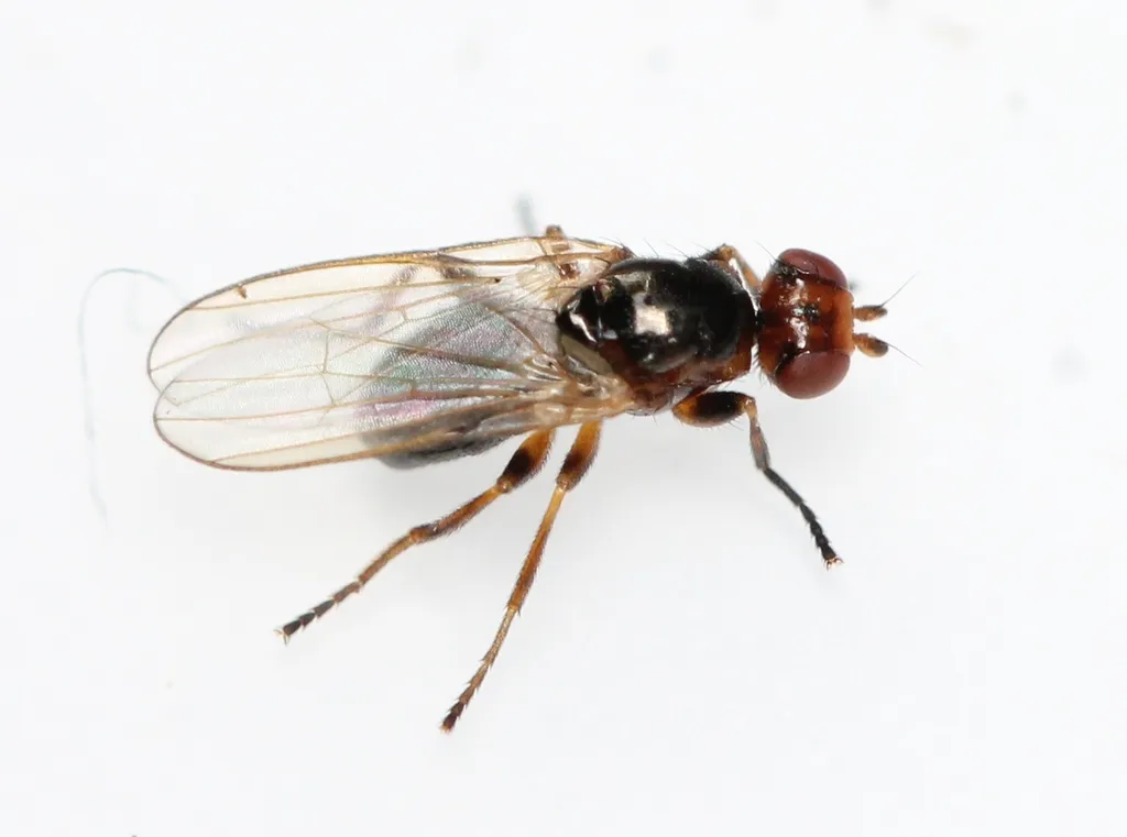 Allopiophila luteata - photo 3