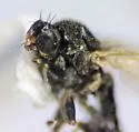 Allopiophila tomentosa - photo 2