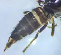 Allopiophila tomentosa - photo 3