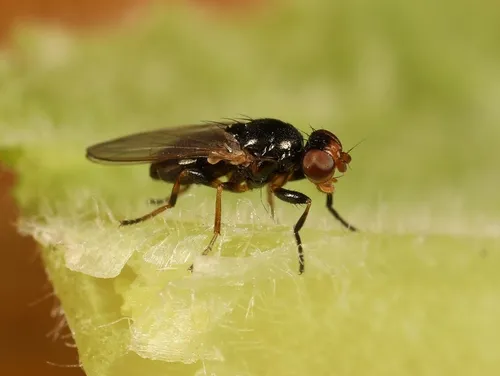 Allopiophila vulgaris