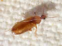 Allopoda californica