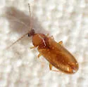 Allopoda californica - photo 2