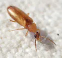 Allopoda californica - photo 3