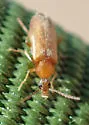 Allopoda californica - photo 4
