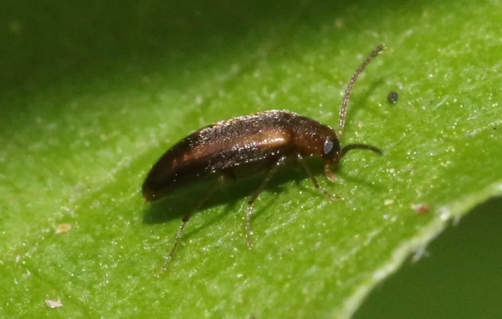 Allopoda lutea