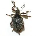 Allosirocalus disturbatus