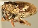 Allosirocalus obliquus