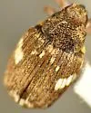 Allosirocalus obliquus - photo 2