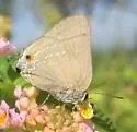 Strophius Hairstreak - Hodges#4329.1