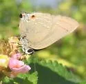 Strophius Hairstreak - Hodges#4329.1 - photo 2