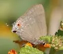 Strophius Hairstreak - Hodges#4329.1 - photo 3