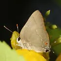 Strophius Hairstreak - Hodges#4329.1 - photo 4
