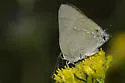 Strophius Hairstreak - Hodges#4329.1 - photo 5