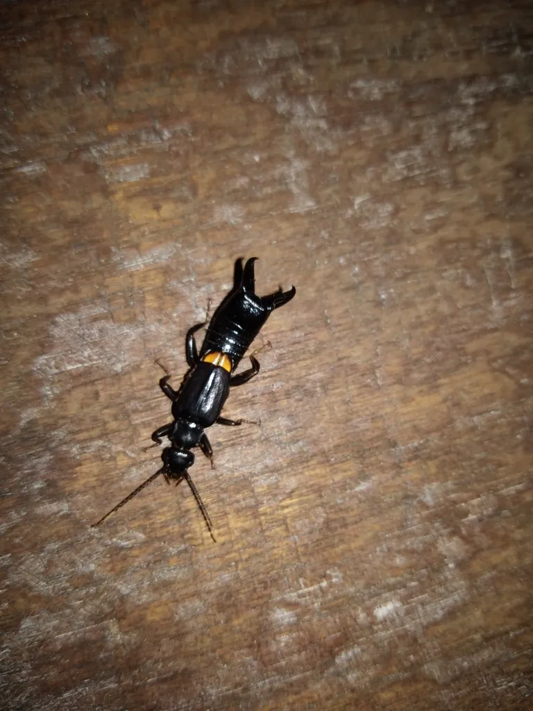 Allostethidae - photo 2