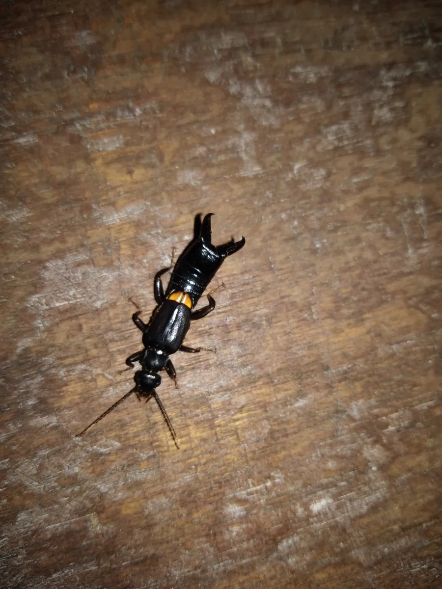 Allostethidae - photo 3
