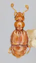 Allotrimium excavatum