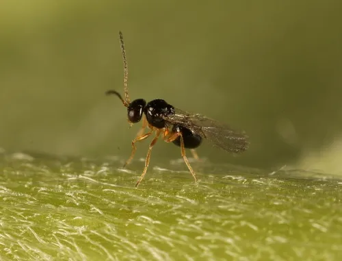 Alloxysta brevis