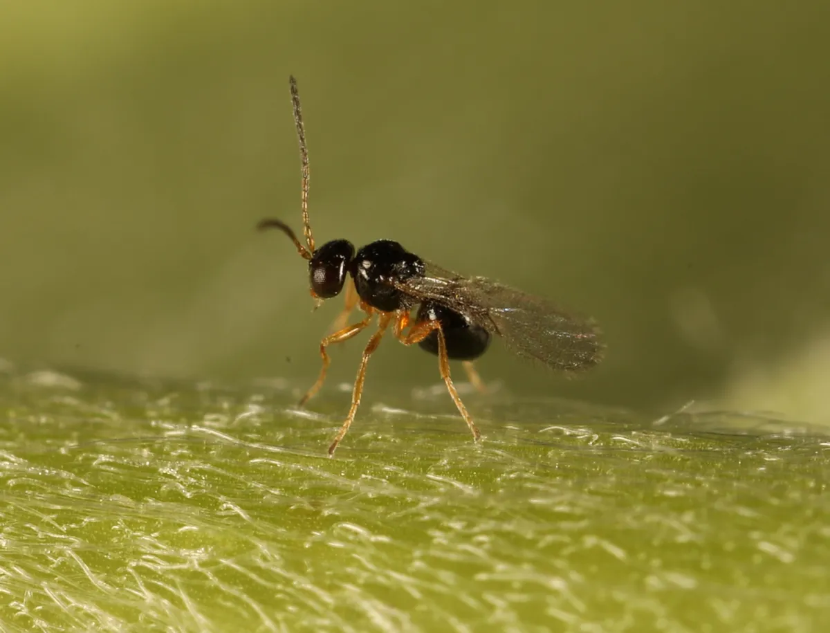 Alloxysta brevis - photo 2