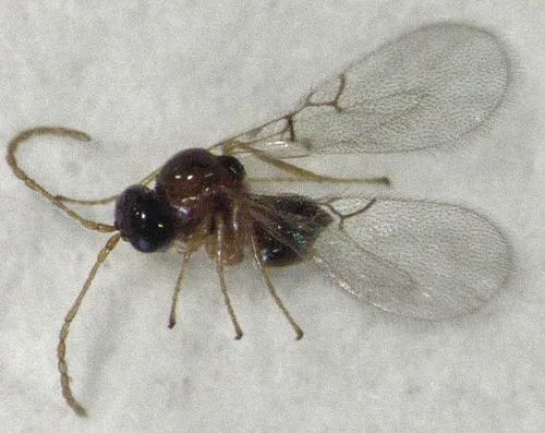Alloxysta thorpei