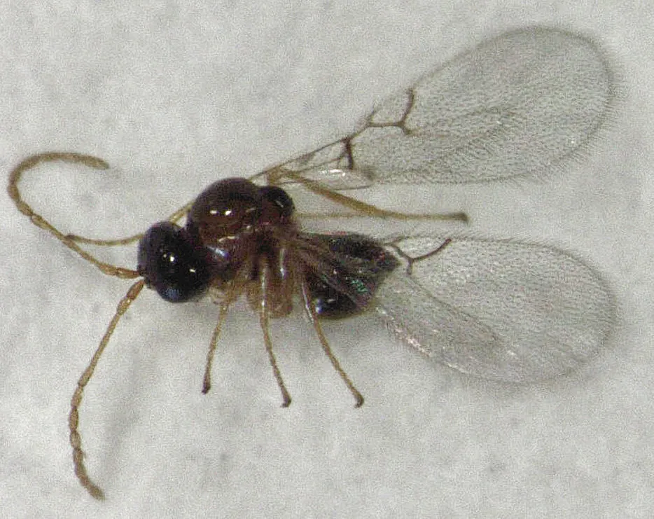 Alloxysta thorpei - photo 2