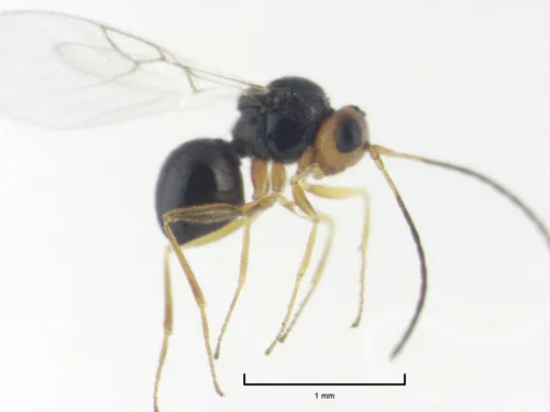 Alloxysta victrix