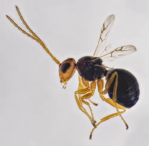 Alloxysta - photo 2