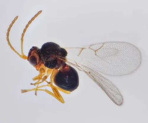 Alloxysta - photo 3