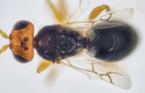 Alloxysta - photo 4