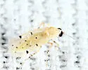 Alluaudomyia bella