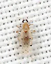 Alluaudomyia bella - photo 2