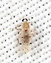 Alluaudomyia bella - photo 3