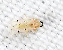 Alluaudomyia bella - photo 5