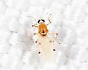 Alluaudomyia parva