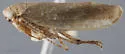 Allygianus varius