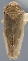 Allygianus varius - photo 2