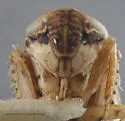 Allygianus varius - photo 3