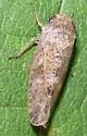 Allygidius atomarius - Allygidius atomarius