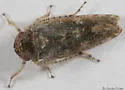 Allygidius atomarius - photo 2