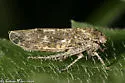 Allygidius atomarius - photo 4