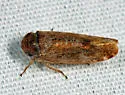 Allygidius atomarius - photo 5