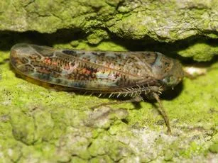 Allygus mixtus