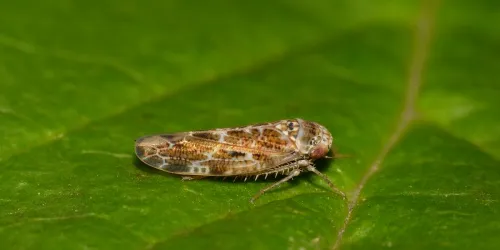 Allygus mixtus - photo 2