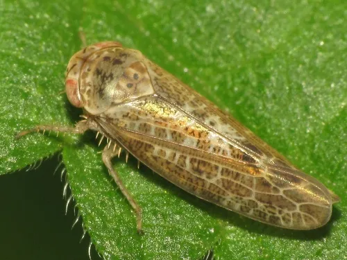 Allygus modestus - photo 2