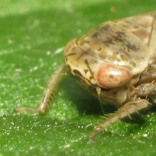 Allygus modestus - photo 3