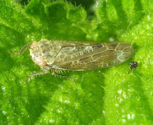 Allygus modestus - photo 6
