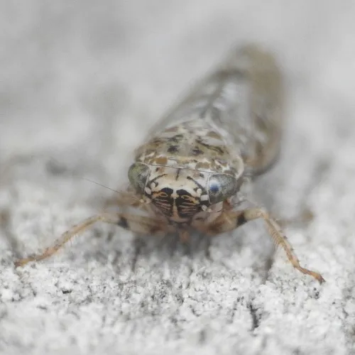 Allygus modestus - photo 7