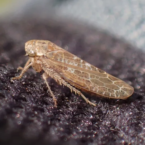 Allygus modestus - photo 8