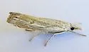 Almita portalia - Hodges#5451.3